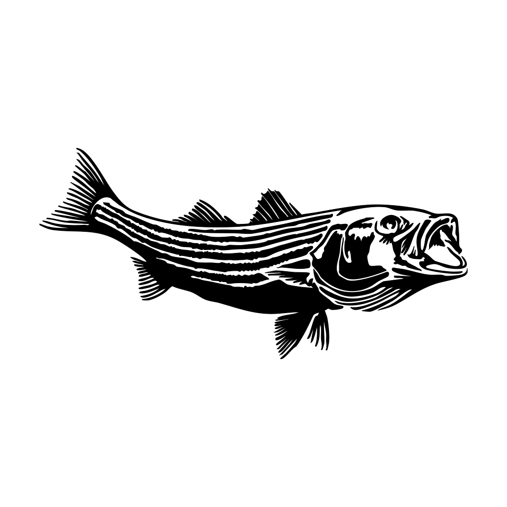 Striped Bass Decal